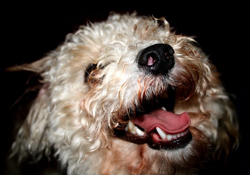 dog tongue geotagged nose happy teeth poodle panting toypoodle bigdog geo:lon=83732128 geo:lat=36608457