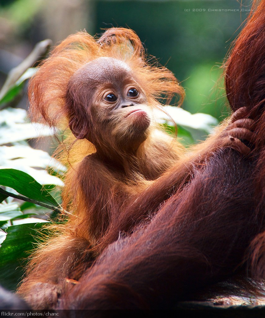 Baby Orang Utan, Singapore Zoo (#71)