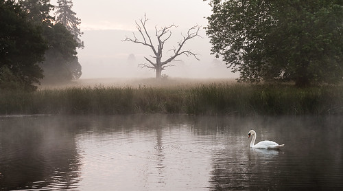 mist lake reflection misty sunrise dawn swan quiet buckinghamshire deadtree slough berkshire kevday tranquil langleypark