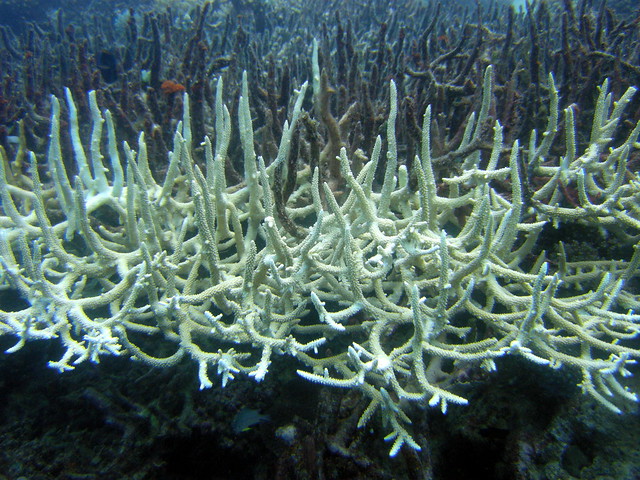 bleached staghorn coral