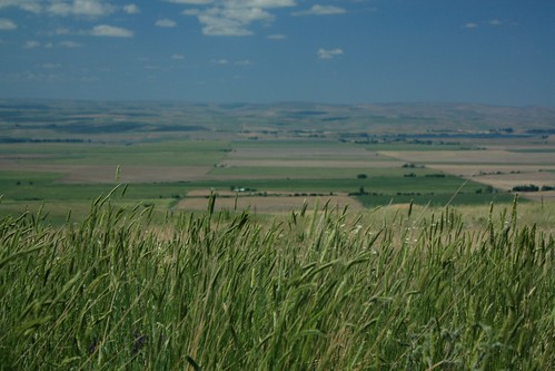 oregon fields pendleton plains easternoregon