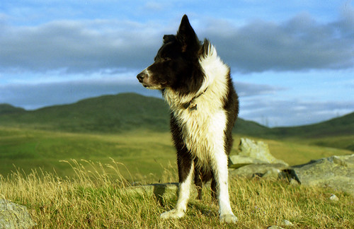 dog mountain dogs clouds landscape collie border indy snowdonia dinas llanfairfechan