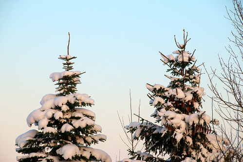 christmas white snow tree nikon spruce d300