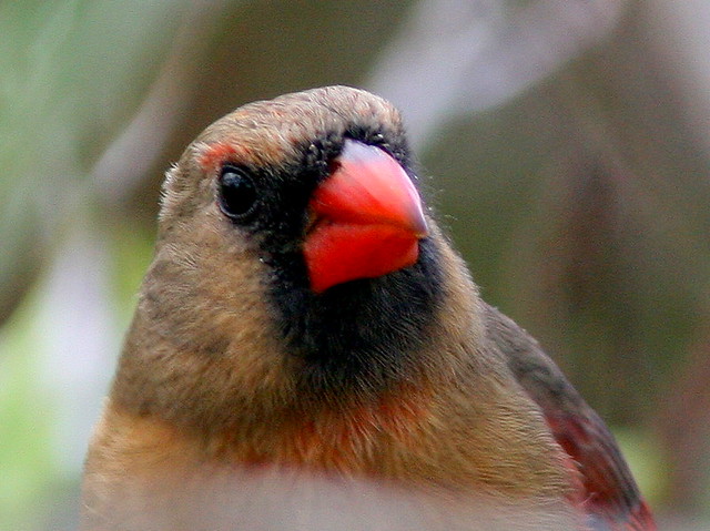 Female Northern Cardinal 20091228