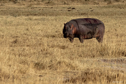 tanzania ngorongoro crater hippo exodus karatu ayk karatutanzania
