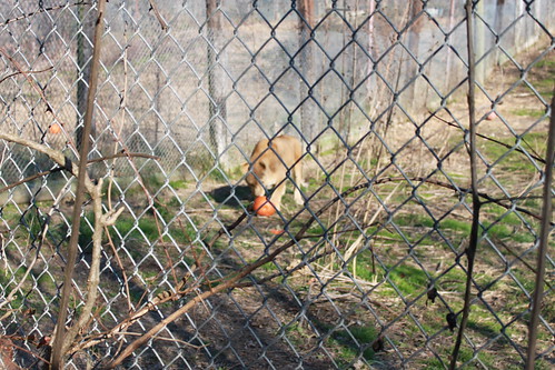 tiger lion trips bobcat cougar 2009 exoticfelinerescuecenter exoticfelinerescue 2009november