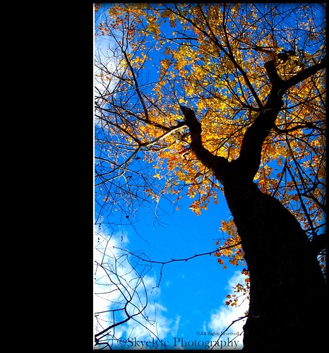 blue autumn sky tree fall leaves yellow clouds golden newengland foliage glowing autumninnewengland october62006 dcp1904 mygearandme mygearandmepremium mygearandmebronze takenfromwetlandsbehindmyyard