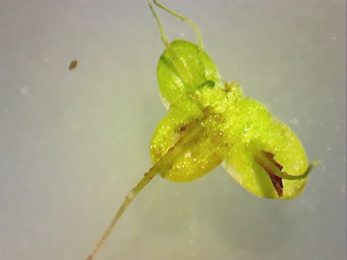 al pennsylvania aquatic araceae duckweed berkscounty f53 lemnaminor alismatales rb124 kaerchercreekpark 5mmx7mm