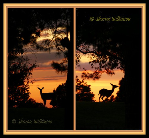 sunset ontario canada tree nature interestingness doe deer explore kingston picnik endoftheday i500 2009yip i50020jul09496