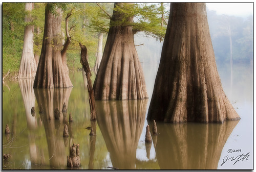 trees reflection swamp cypress arkansas ef70200mmf28lisusm whiterivernationalwildliferefuge canoneos5dmarkii ©jonaswingfield knuckleforest
