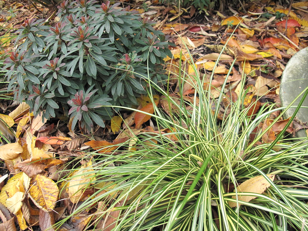 euphorbia and carex morrowii variegata