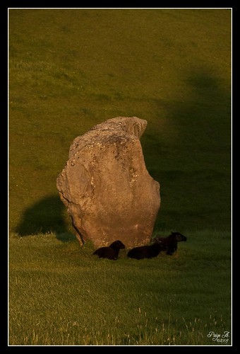 uk morning england sunrise circle sheep stones 2009 avebury d300