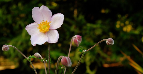 sunset white flower garden nikon anemone nikkor ranunculaceae magichour anemonesylvestris d80 nikond80 snowdropwindflower mackenziekingskingsmereestate