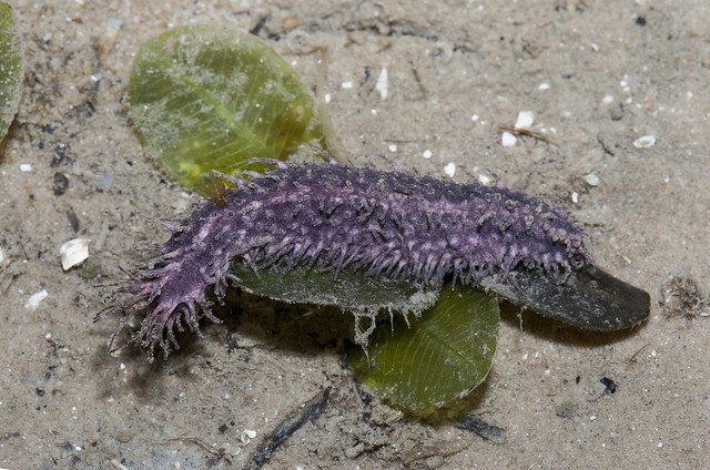 Purple sea cucumber