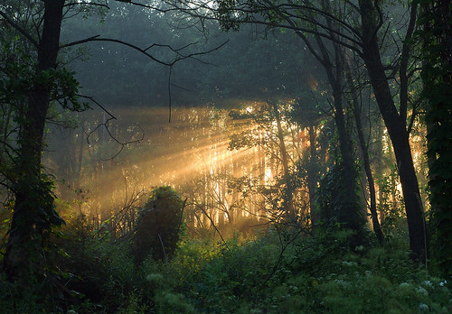 morning sun sunlight nature fog forest sunrise landscape belarus beams район беларусь oblast область vitebskaya витебская поставский