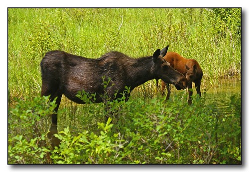 montana moose calf grazing westfork bitterrootriver