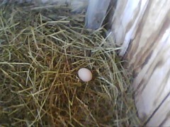 First egg 