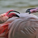 Flamingo IMG_1194.jpg