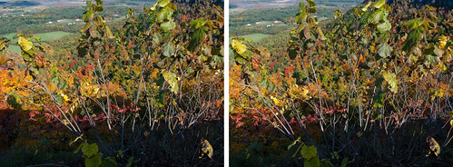 plants ny fall nature colors landscape photography stereoscopic stereophotography 3d crosseye day upstate upstateny foliage handheld chacha depth 3dimensional crossview crosseyedstereo 3dphotography 3dstereo