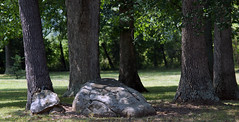 Sitting rock in oak grove