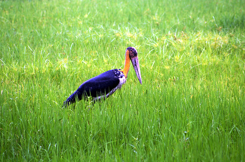 india bird landscape assam eastern northeast lesser stork landscap adjutant