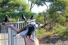 Magpies, everywhere