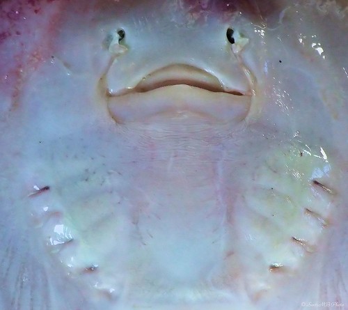 españa fish pez mouth spain ray galicia galiza skate raya boca costadamorte acoruña laxe vacaciones2009