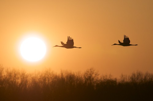 sunset bird fall silhouette jasper crane indiana migration sandhill depthoffieldstudy pulaski nikond300 nikkor80400mmf4556dedafvr
