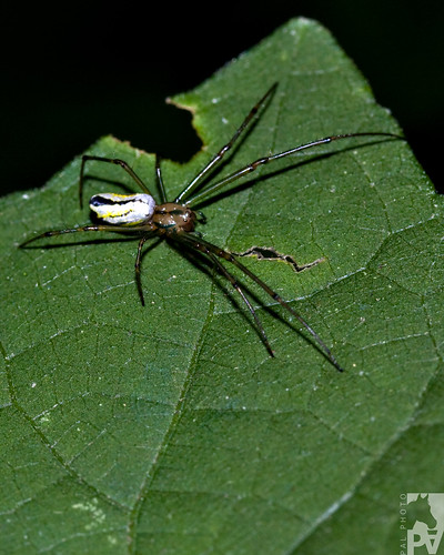 macro verde green canon spider guatemala flash araña aracnido aracnid tetragnathidae eos50d leucage pal1970