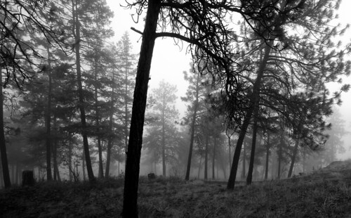 trees fog britishcolumbia kelowna knoxmountainpark