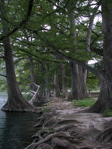 trees river texas cypress riverbank hillcountry riofrio garnerstatepark frioriver uvaldecounty mlhradio