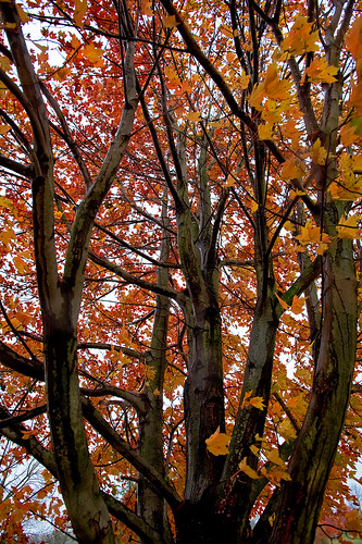 autumn tree fall maple haiku bluearmyshrine musconetcongwatershed