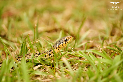 baby water georgia pond head reptile snake evil creepy serpent poison crawly hiss venom ashburn 31714