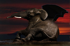 Elephant Bat Wing mudbath!