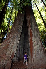 redwood forest   avenue of the giants day hike    MG… 