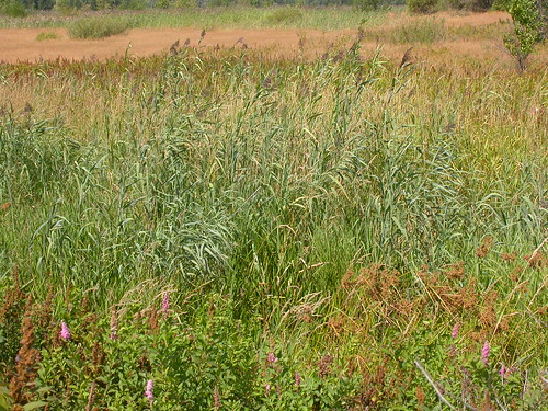 grass midsummer habit idaho habitat poaceae phragmites perennial phragmitesaustralis commonreed cataldo rhizomatous coolseason arundineae wetsite