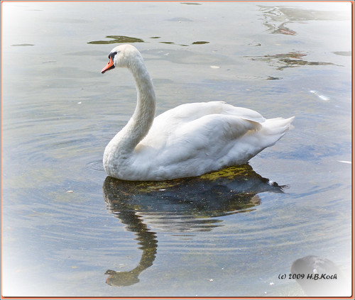 white berlin germany deutschland swan vögel schwan tier weis tegelersee hbkoch