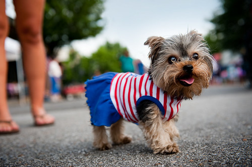 Yorkshire Terrier dog in red white and blue costume