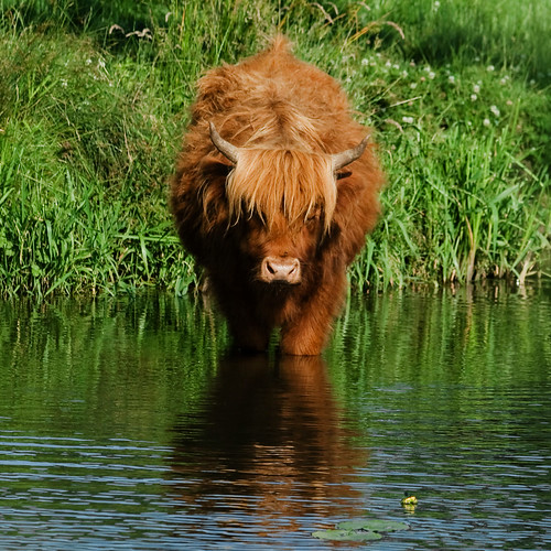 river cow canal cattle scottish bull surrey highland guildford calf farncombe valerie wey october09 canoneos400d canonef70300mmis pearceval