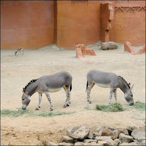 geotagged zoo hannover nikkor d300 nikoncapturenx africanwildass 1685mmf3556gvr 1685vr afrikanischeresel equusafricanus not100sureaboutthegeotag geo:lat=52379778 geo:lon=9769962