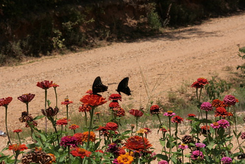 road home mississippi garden geotagged butterflies ms boguechitto geo:lon=90589069 geo:lat=31385566