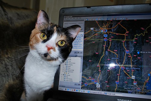 usa cats america cat ga georgia us google kitten laptop kittens coco augusta toshiba googleearth vicsf49