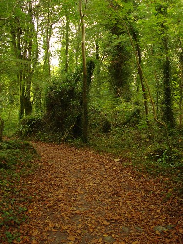 ireland woodland 2009