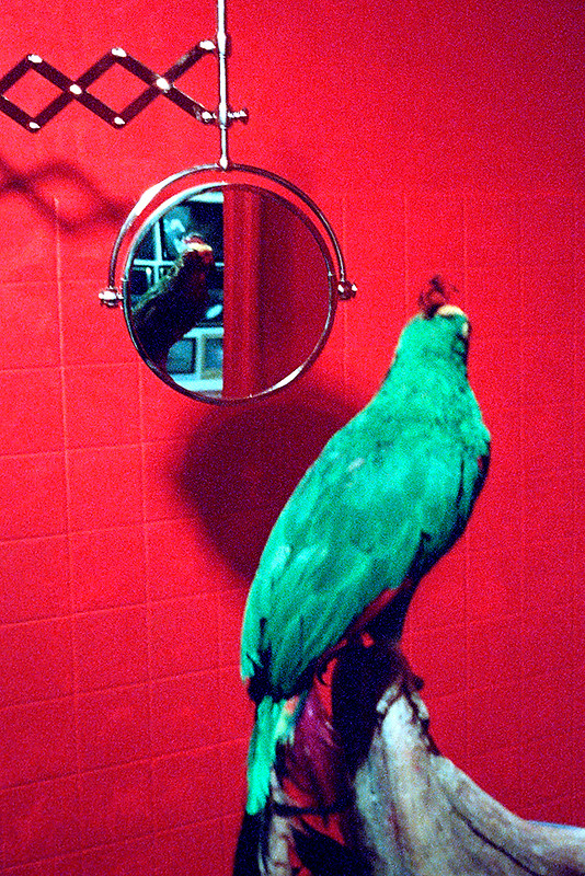 Victory Red Bathroom With Parrot X-Pro02