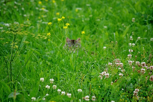 summer cat geotagged estonia pentax 2009 km est eesti suvi virumaa vanagram