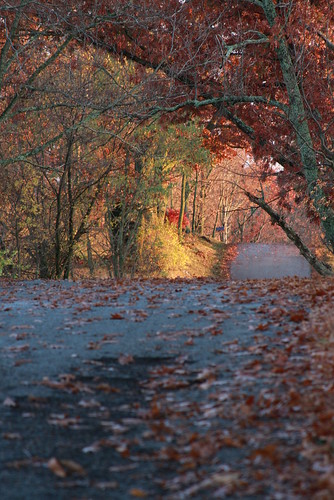 road trees tree fall nature leaves canon landscape photography outdoor kentucky country eos40d