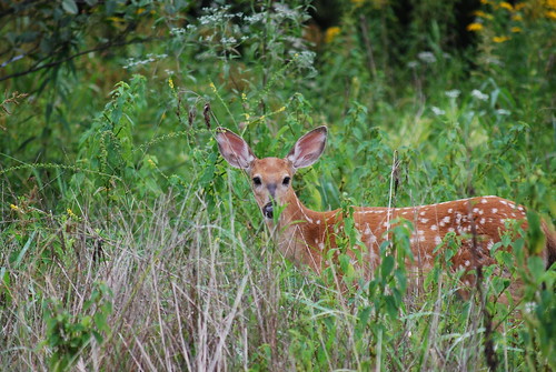 nature photography nikon wildlife indiana deer fawn photograph tina whitetail d60 muscatatuck nikond60 muscatatucknwr tinamuscatatuck highqualitynature tinamturner