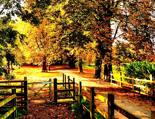 autumn trees sunset shadow castle leaves fence gates path countrypark caldicot