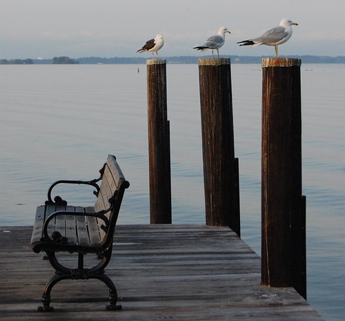 summer seagulls birds bench pier nikon maryland august pylons havredegrace chesapeakebay susquehannariver concordpoint