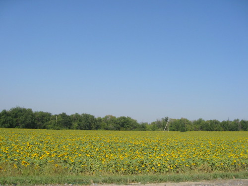 field sunflower